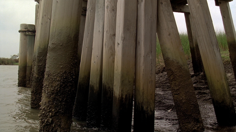 Treated timber dock pilings with oyster and barnacle growth in a Lowcountry tidal creek